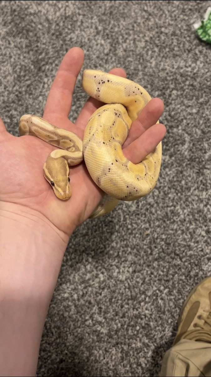 Banana (Female) Ball Python
