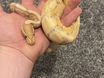 Banana (Female) Ball Python