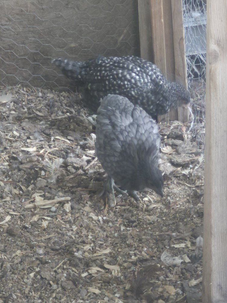 7&9 week old Pullets COUPE READY!