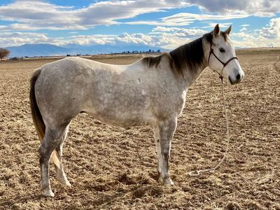 Polished AQHA Head Horse