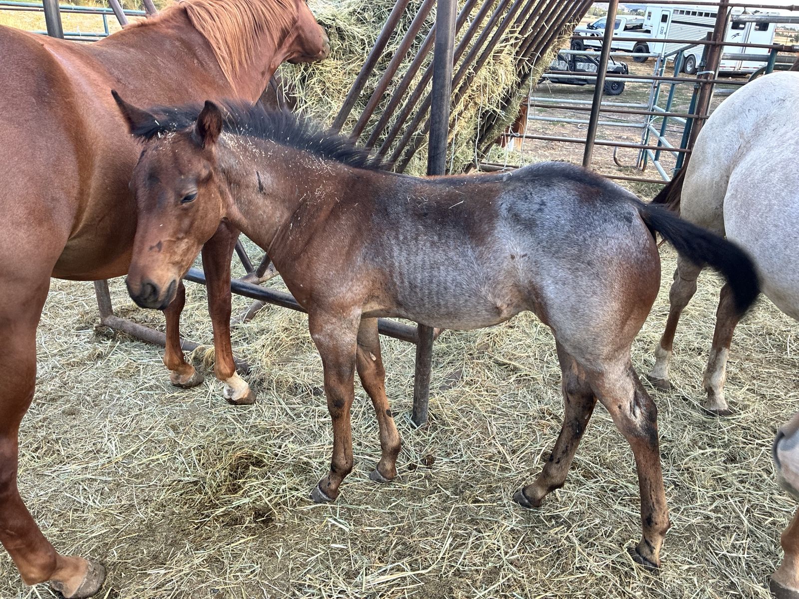 Aqha colt