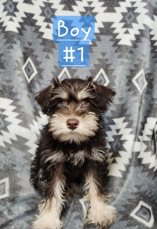 Miniature Schnauzer Puppies
