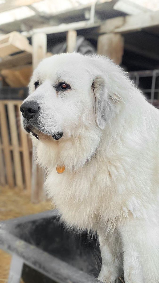 AKC Registered, Purebred Great Pyrenees Dogs - Livestock Guardian Dogs (LGD) or Family Dog