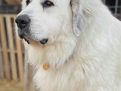 AKC Registered, Purebred Great Pyrenees Dogs - Livestock Guardian Dogs (LGD) or Family Dog