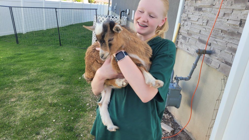 Nigerian Dwarf Buckling