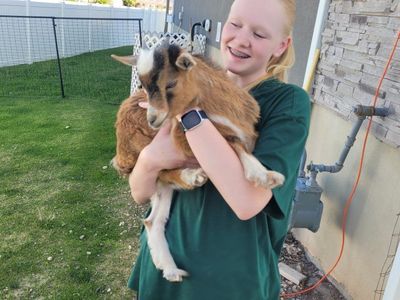 Nigerian Dwarf Buckling
