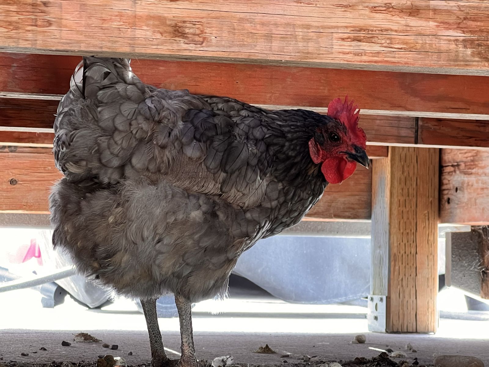 Free Hens
