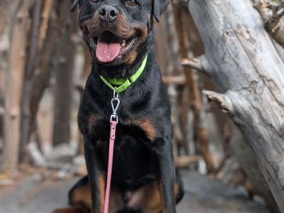 Professionally Trained Rottweiler