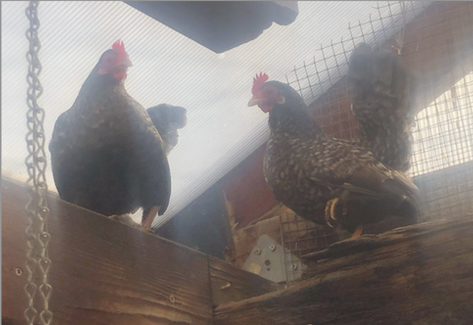 Bantam hen chickens