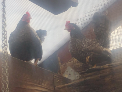 Bantam hen chickens