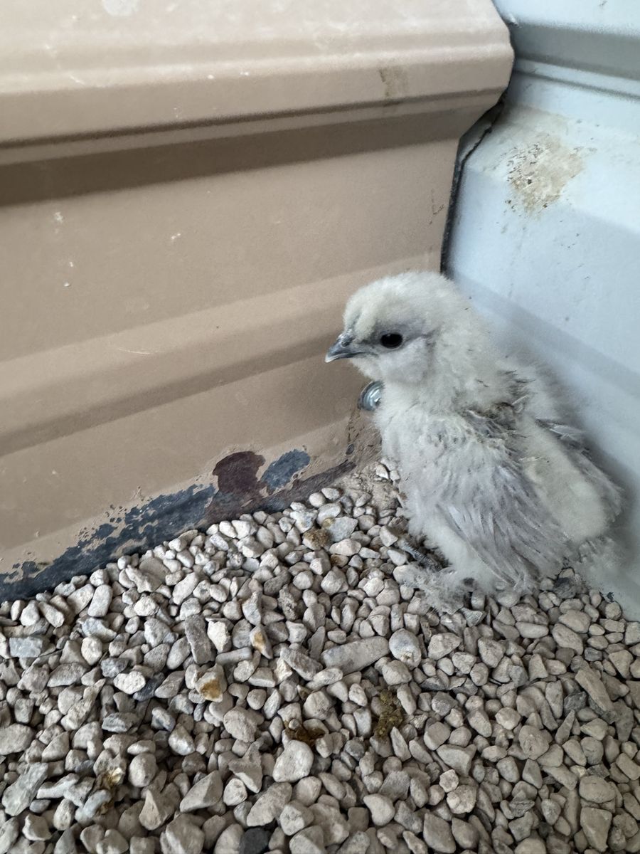 Silkie chicken