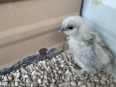Silkie chicken