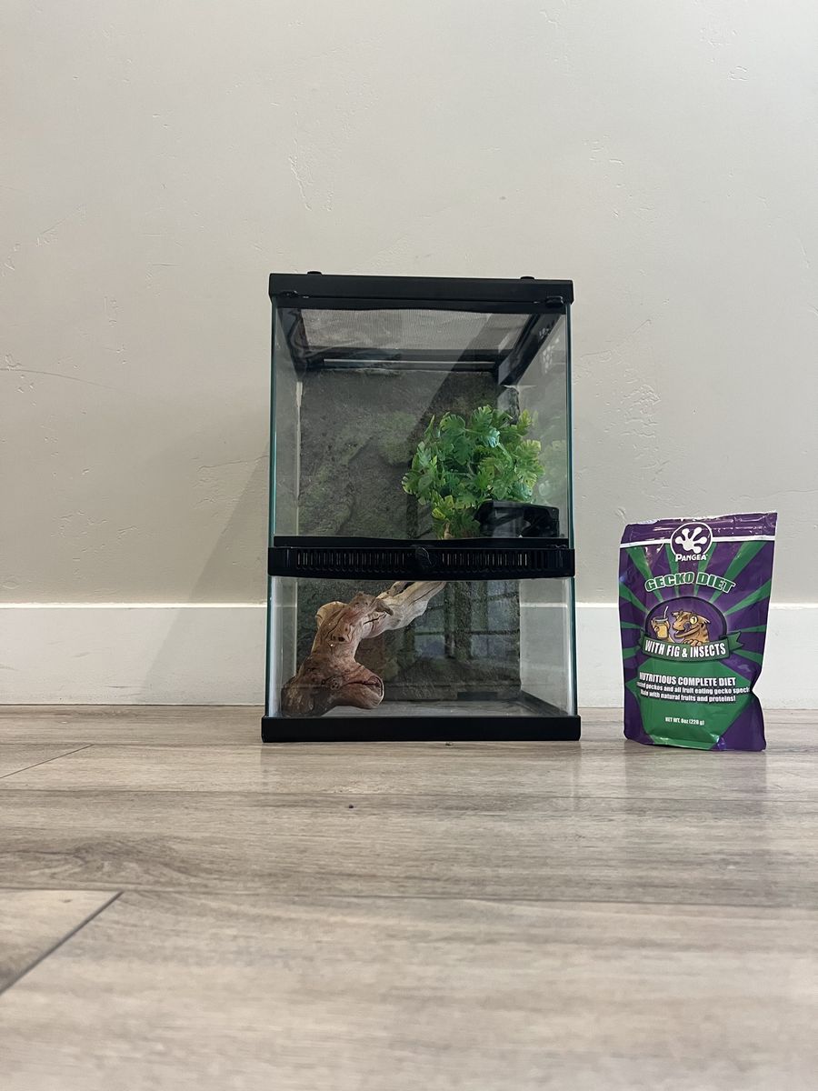 Enclosure and Food for Gecko