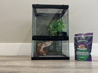 Enclosure and Food for Gecko