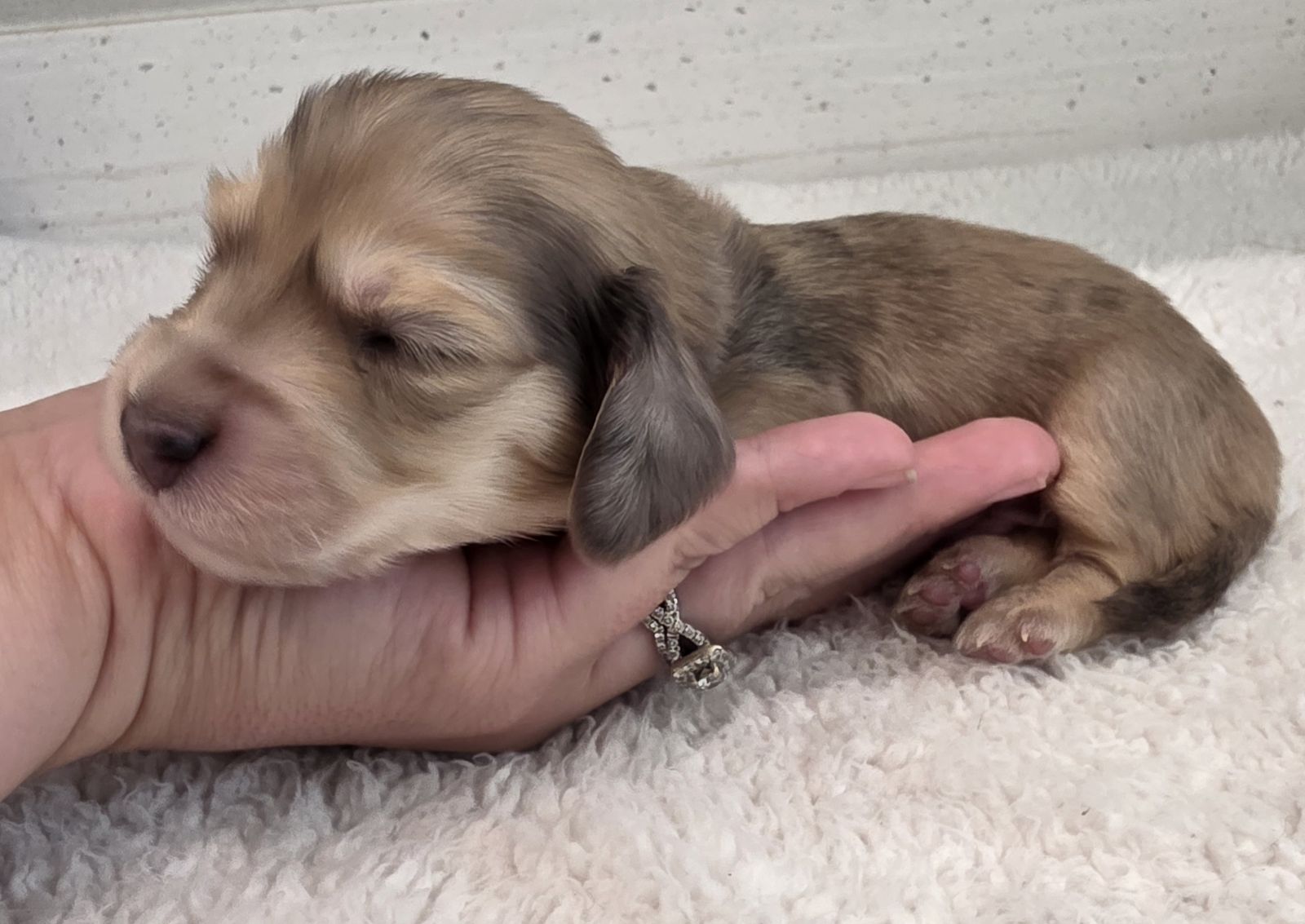 AKC Cream Dachshunds