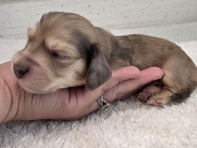 AKC Cream Dachshunds