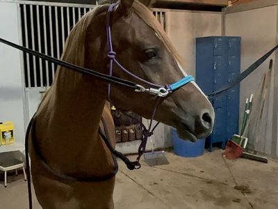 3 year old Arabian gelding