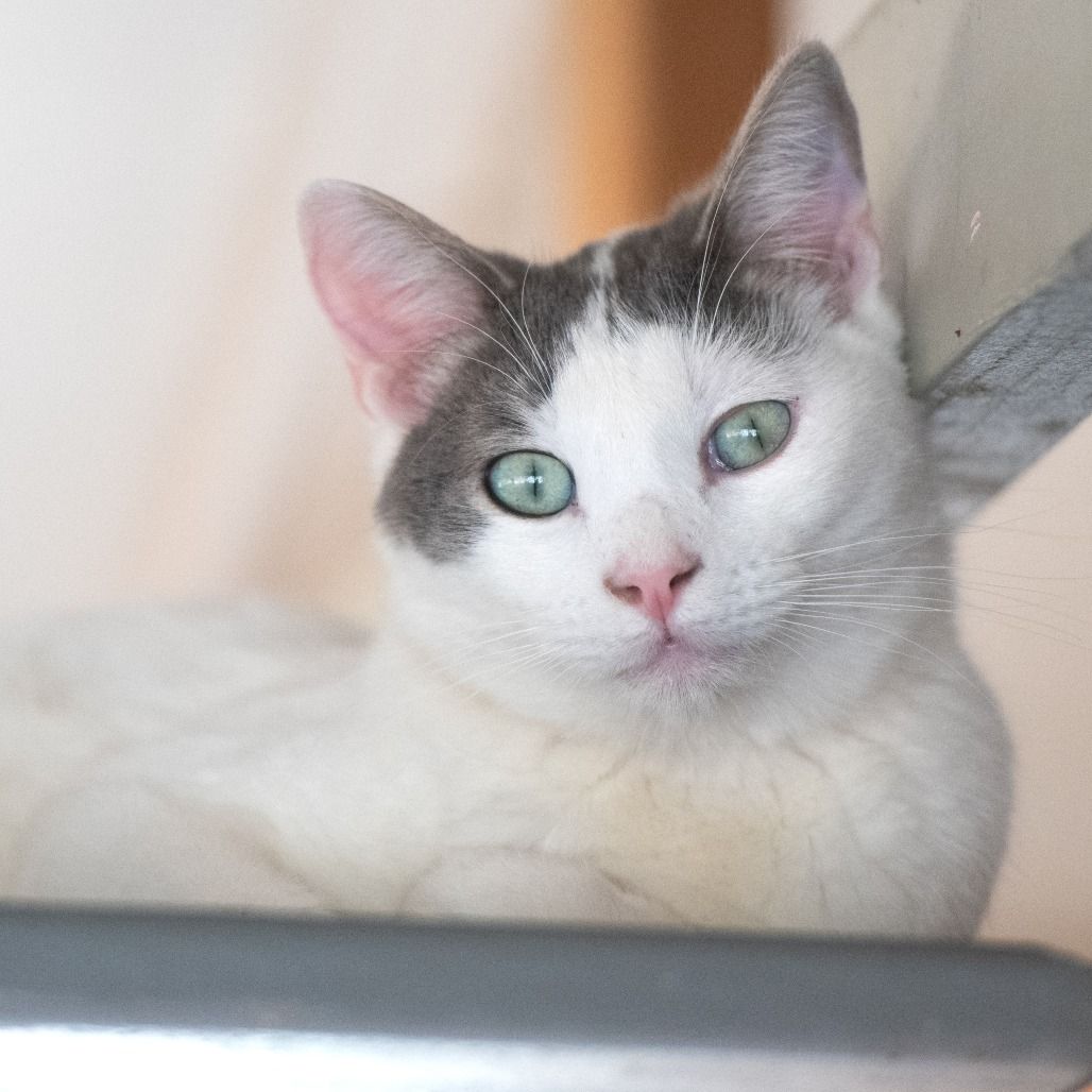 Hello my name is Boom