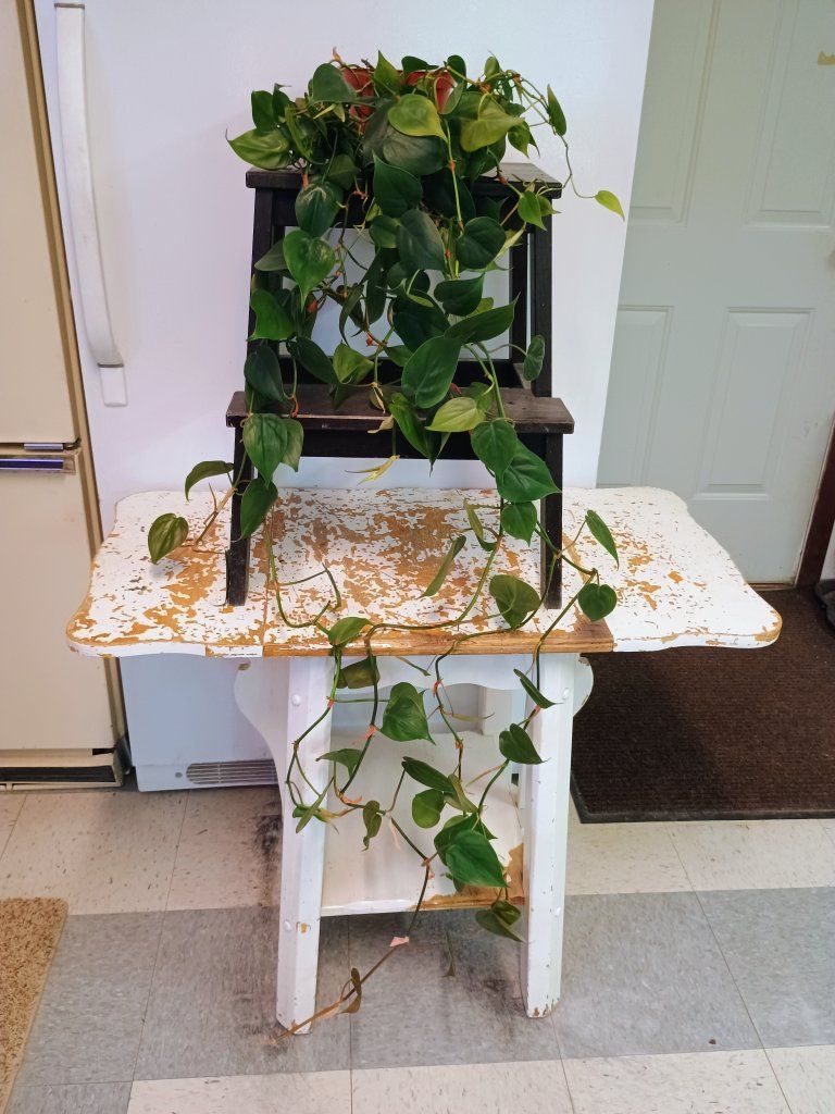 Brazilian pothos/ Sweetheart philodendron. 55" long.