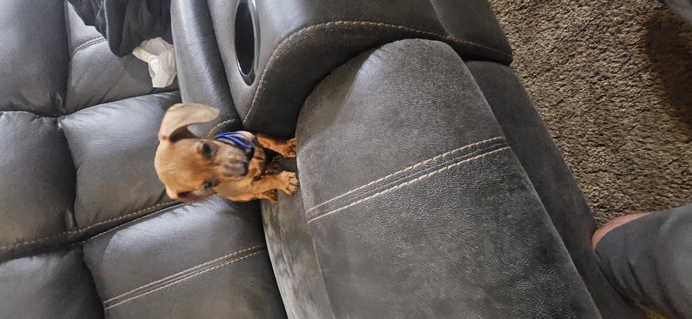 2 male dachshunds puppys