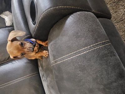 2 male dachshunds puppys