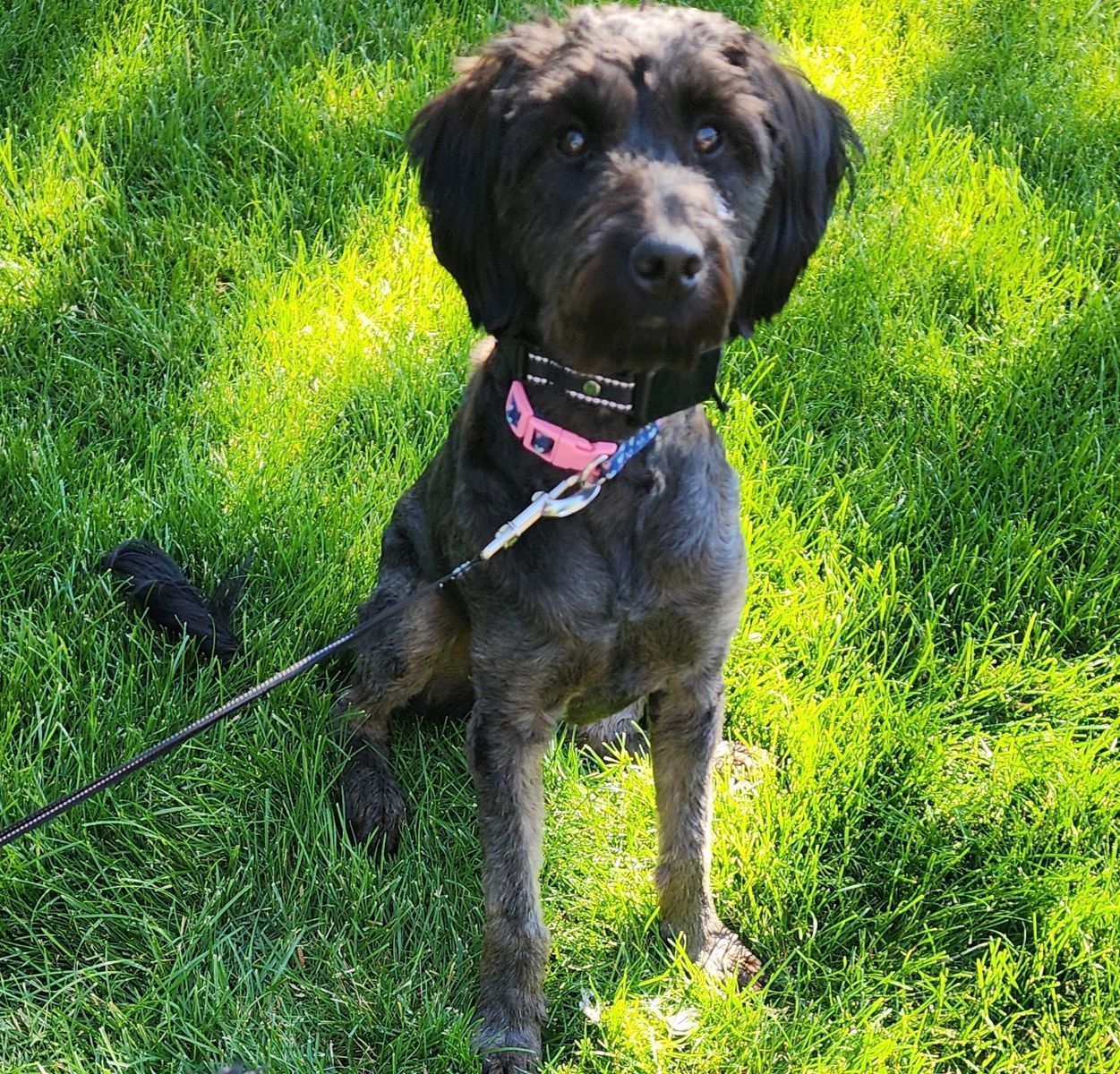 Free to a good home  1.5-Year-Old Female Goldendoodle - Sweet, Energetic, Good with Cats & Dogs