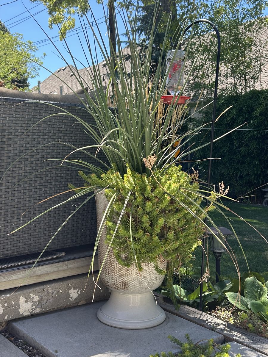 SUCCULENT & CACTUS PLANTS POTTED