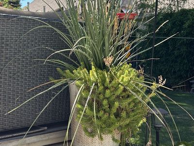 SUCCULENT & CACTUS PLANTS POTTED