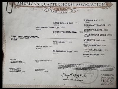 2016 AQHA Gelding – Driftersditodiamond