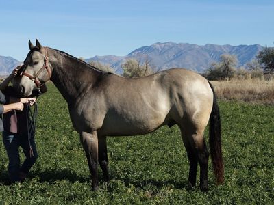 $750 introduction fee AQHA buckskin stud(running,cow bred) 16.1 hands