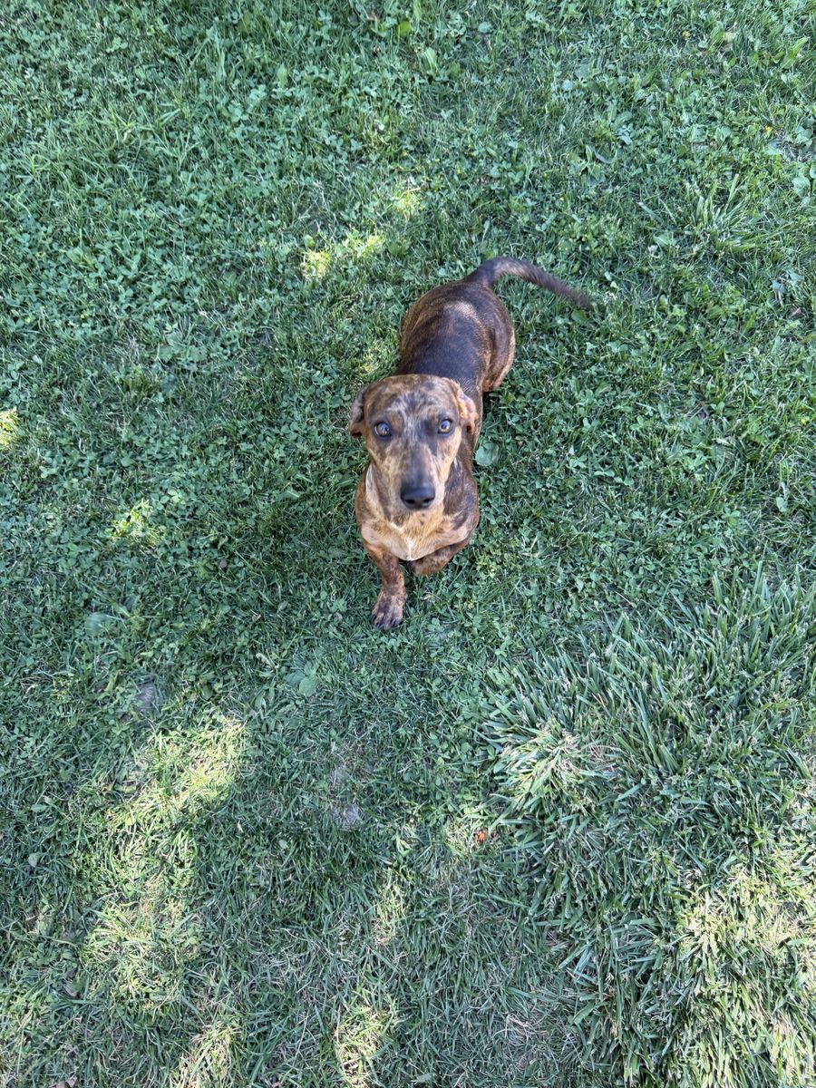 Dachshund