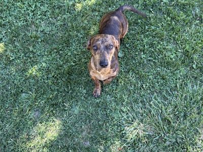 Dachshund