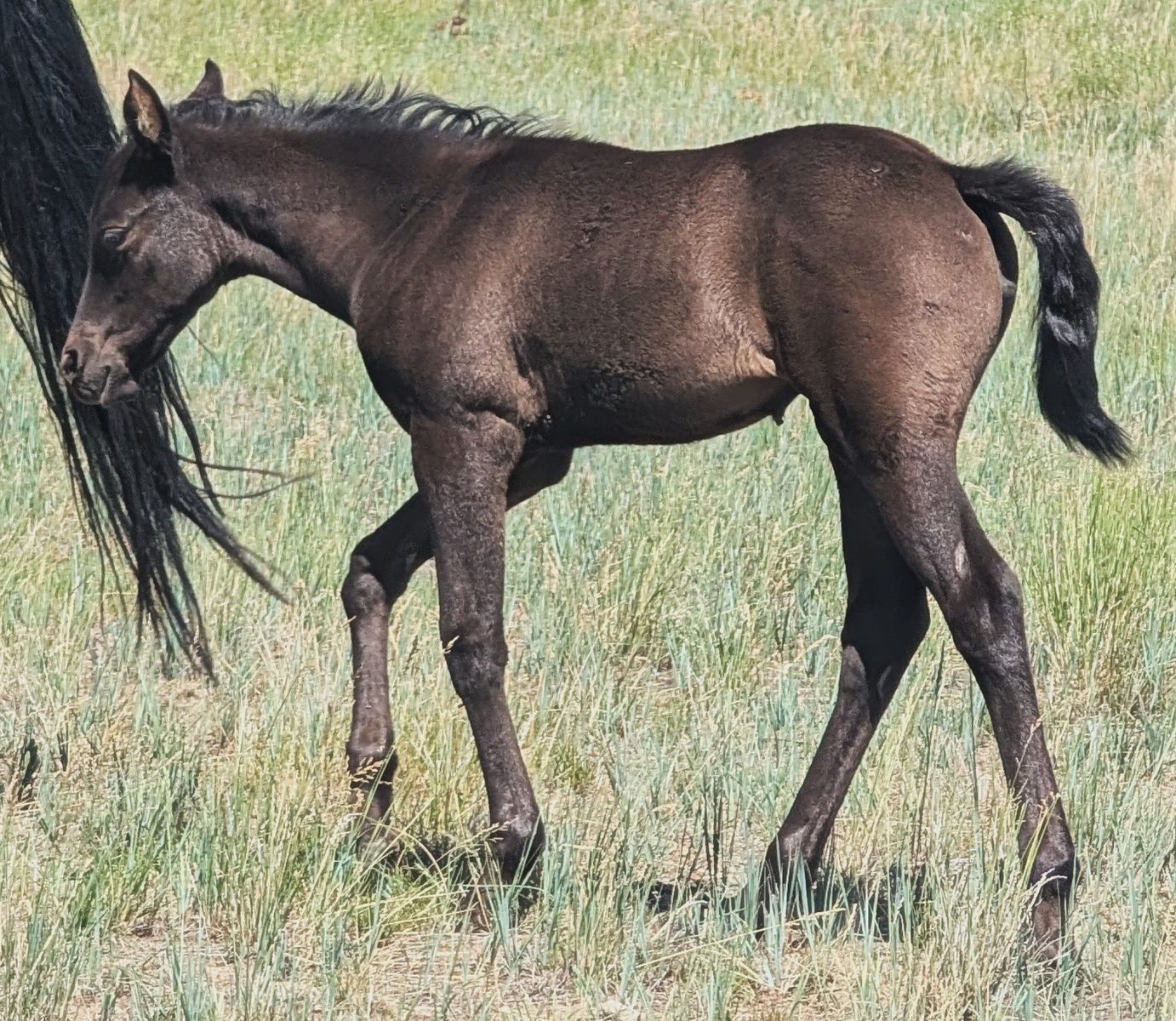 Smoky Black weanling AQHA filly