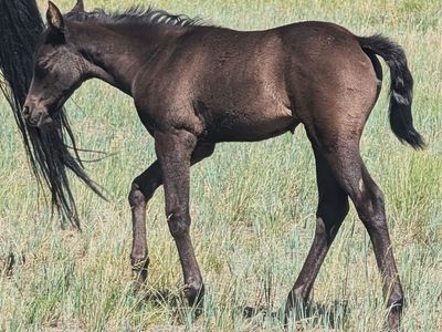 Smoky Black weanling AQHA filly