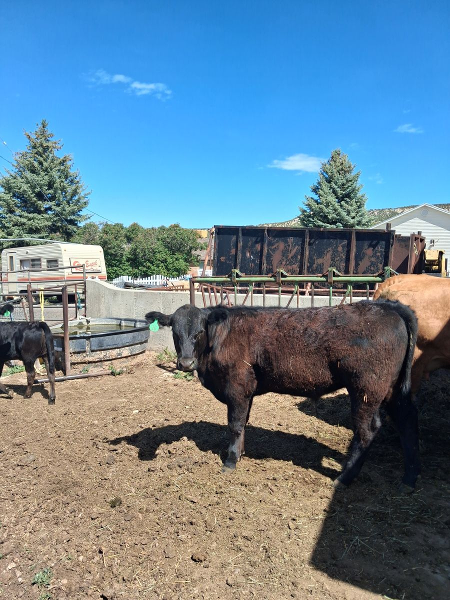 Angus calf