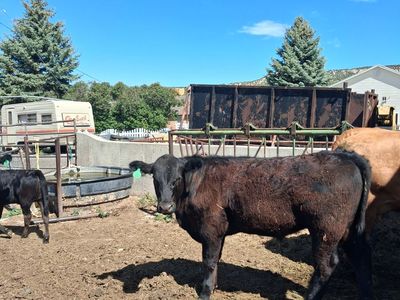 Angus calf