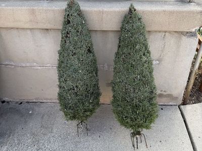 Artificial evergreen trees (pair)