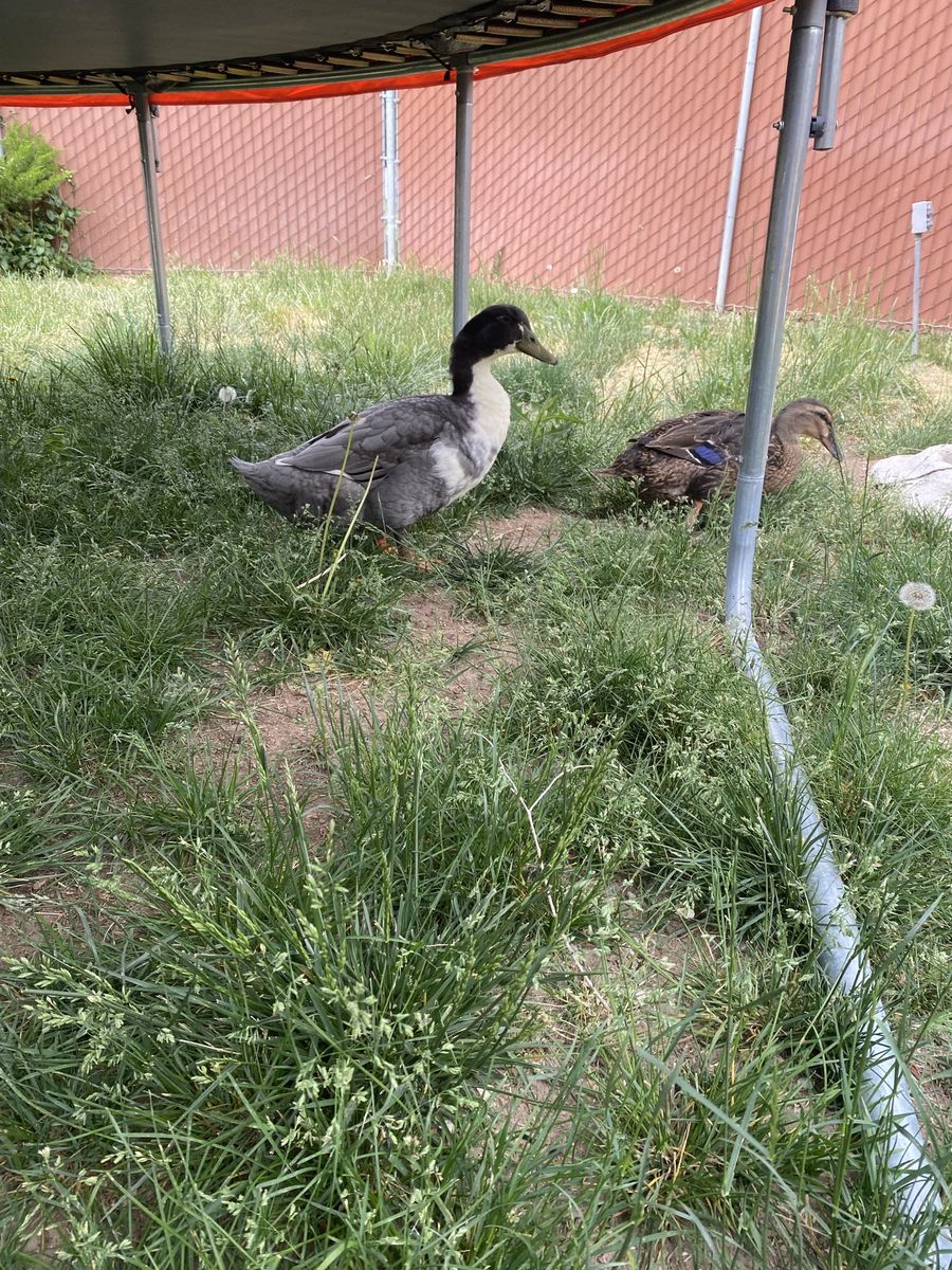 Free bonded female and male duck