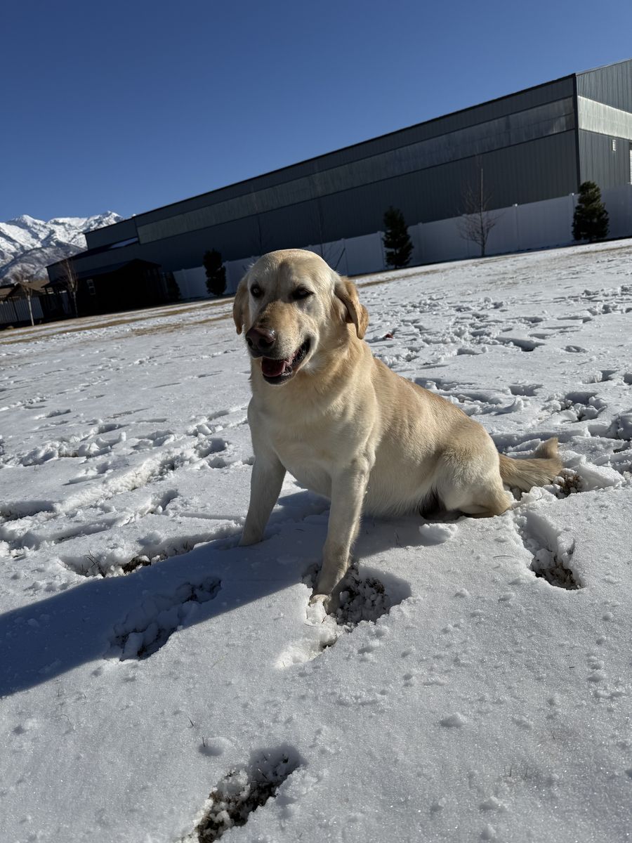 Purebred Labrador Retriever