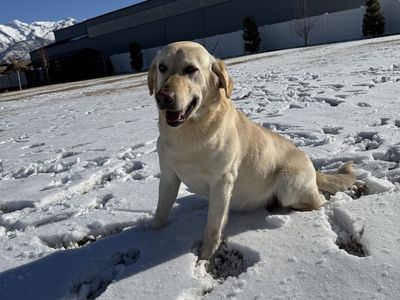 Purebred Labrador Retriever