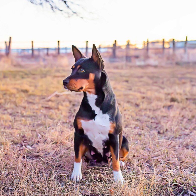 DELUXE Active Family & Hunting Companions