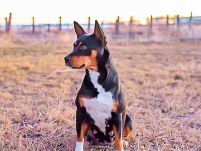 DELUXE Active Family & Hunting Companions