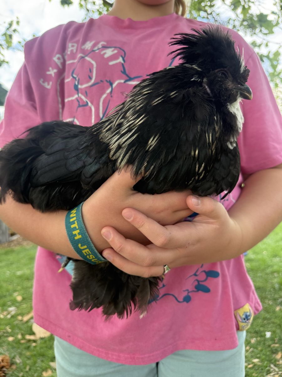 Mottled Bantam Rooster