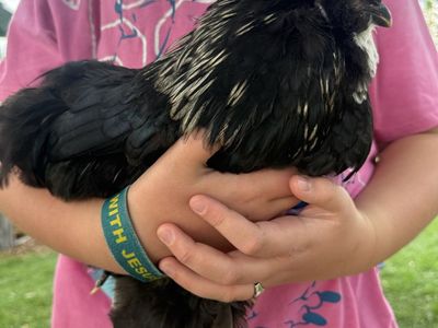 Mottled Bantam Rooster