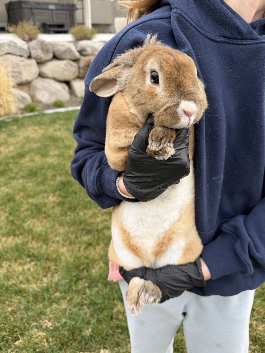 Family Friendly Bunny