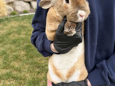 Family Friendly Bunny