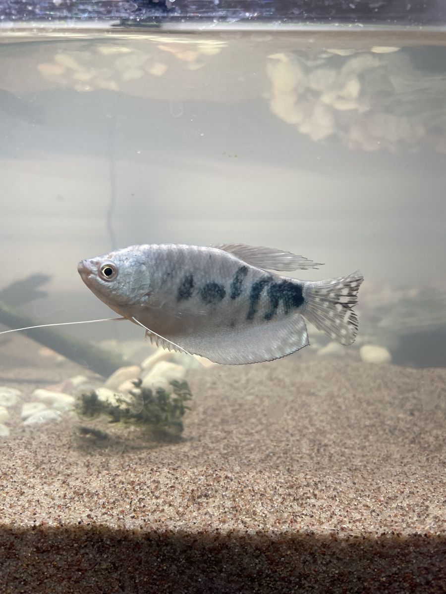 Community of fish