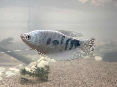 Community of fish