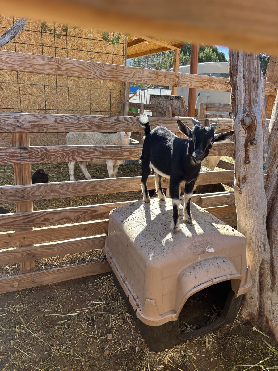 Nigerian Dwarf Goat Buckling