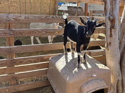 Nigerian Dwarf Goat Buckling